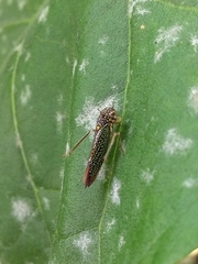 Macugonalia cavifrons