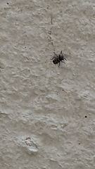 Caprochromus moerens