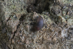 Deroceras neuteboomi