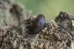 Deroceras neuteboomi