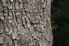 Anatololacerta pelasgiana