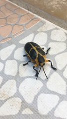 Mecistomela marginata