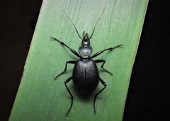 Cychrus semigranosus