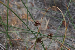 Juncus lesueurii