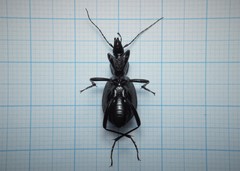 Cychrus semigranosus