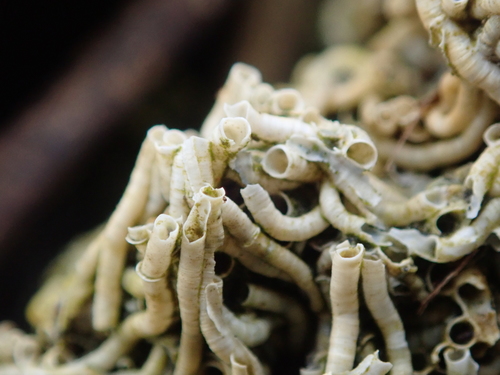 Australian Tubeworm