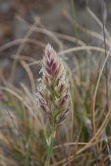 Poa macrantha
