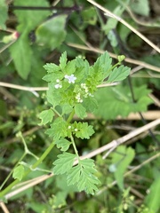 Valeriana chaerophylloides