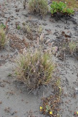 Poa macrantha