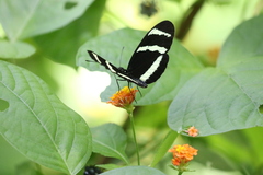 Heliconius hewitsoni