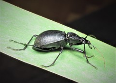 Cychrus semigranosus