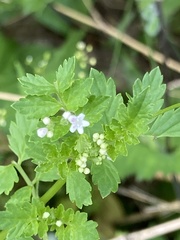 Valeriana chaerophylloides