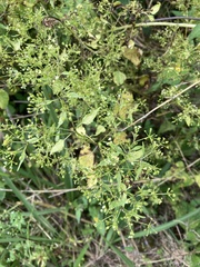 Spananthe paniculata