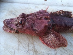 Thysanophrys cirronasus