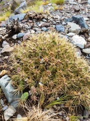 Maihueniopsis ovata
