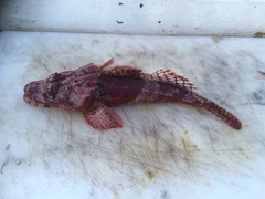 Thysanophrys cirronasus