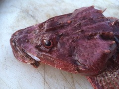 Thysanophrys cirronasus