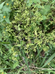 Spananthe paniculata