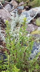Clinopodium gilliesii