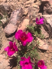 Portulaca grandiflora