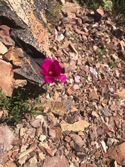 Portulaca grandiflora