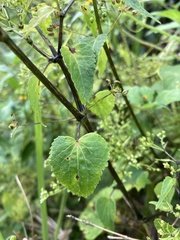 Spananthe paniculata