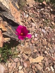 Portulaca grandiflora