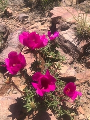 Portulaca grandiflora