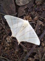 Ourapteryx sambucaria