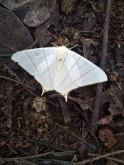 Ourapteryx sambucaria