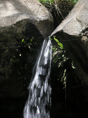 Zygonyx iris malayanus