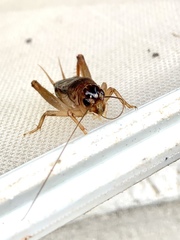 Anurogryllina