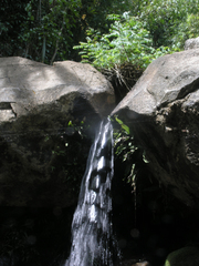 Zygonyx iris malayanus