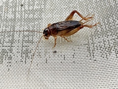 Anurogryllina