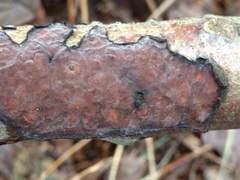 Peniophora quercina