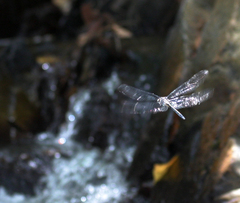 Zygonyx iris malayanus
