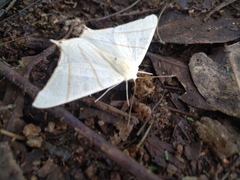 Ourapteryx sambucaria