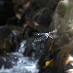 Zygonyx iris malayanus