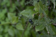 Asparagus aphyllus orientalis