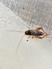 Anurogryllina