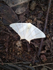 Ourapteryx sambucaria