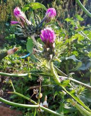 Cirsium creticum