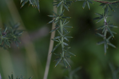 Asparagus aphyllus orientalis