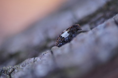 Pogonocherus hispidulus