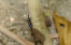 Prodasineura laidlawii