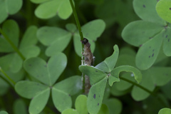 Larentia clavaria