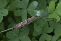 Larentia clavaria