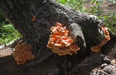 Laetiporus montanus