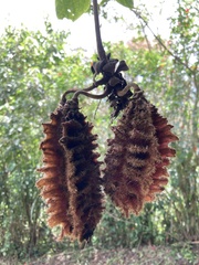 Mucuna mutisiana
