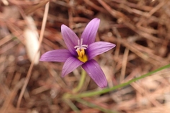 Romulea tempskyana